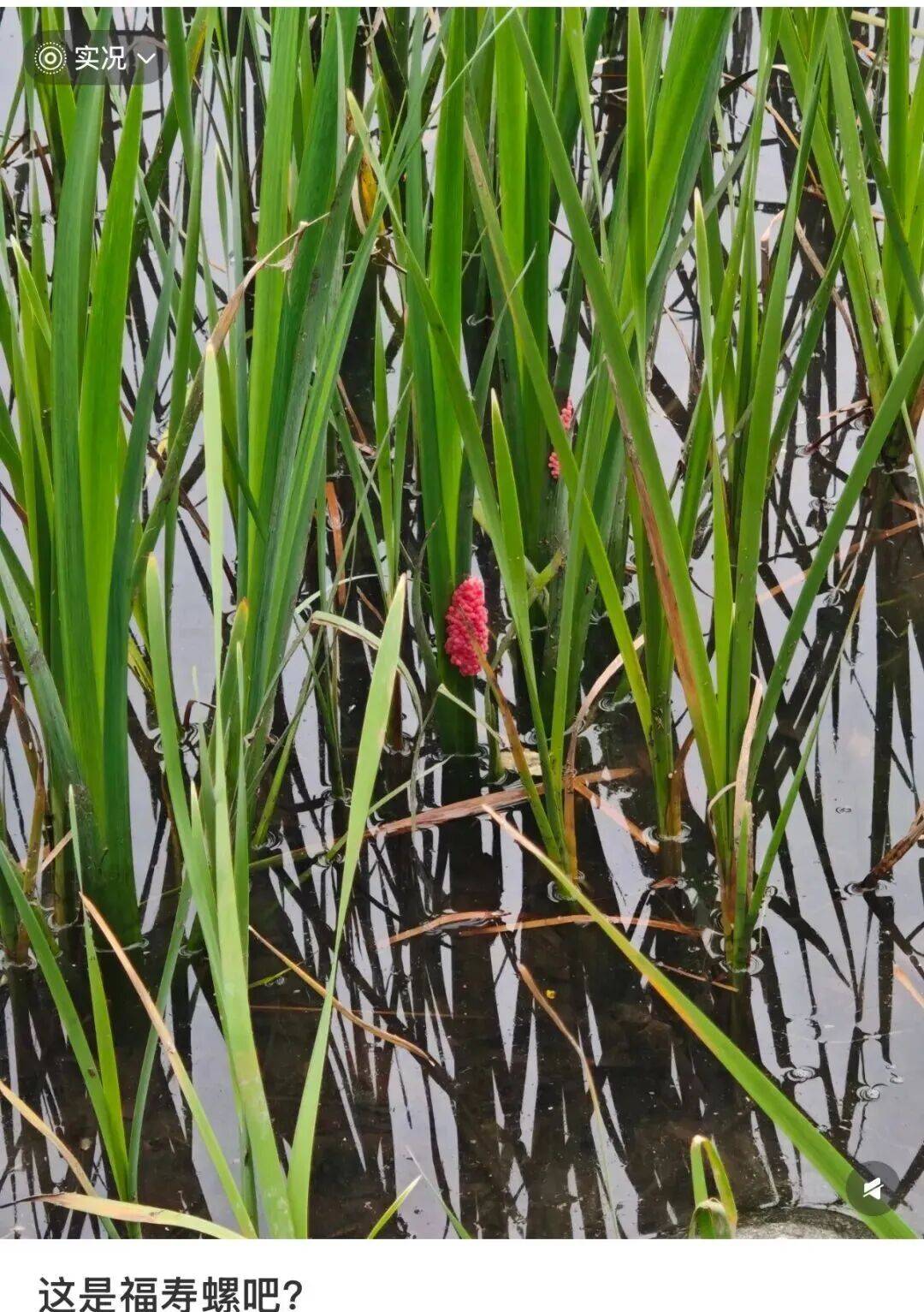 皇冠信用网登123出租_别吃!寄生虫多达6000条皇冠信用网登123出租,近期正大量出现,严重可致死