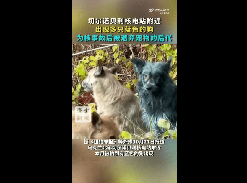 皇冠信用盘登2登3_切尔诺贝利核电站附近出现蓝色的狗皇冠信用盘登2登3，系核事故后的宠物后代，当地组织：正试图查明原因