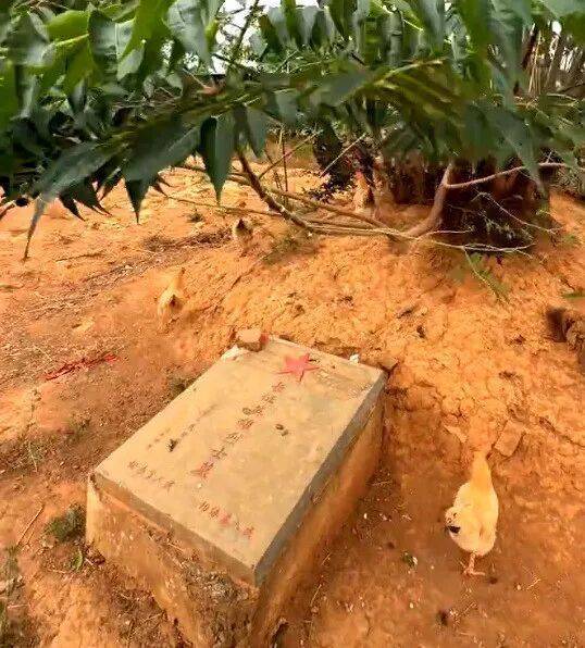 hga026注册_烈士墓地成为养鸡场hga026注册？当地政府：已经整改完毕