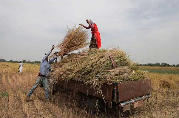 正版皇冠信用盘开户_英媒：中国采购量破纪录正版皇冠信用盘开户，推动印度油菜籽种植面积创历史新高