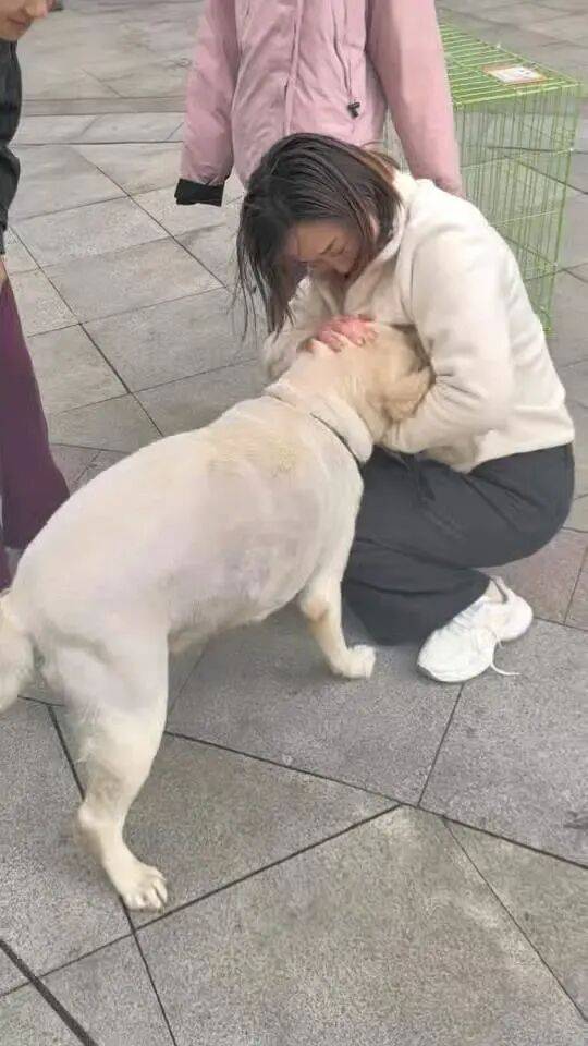 信用平台出租
_青岛一只拉布拉多犬走失三月后信用平台出租
，长沙街头被网友发现并收留，目前犬只已被送回犬主身边