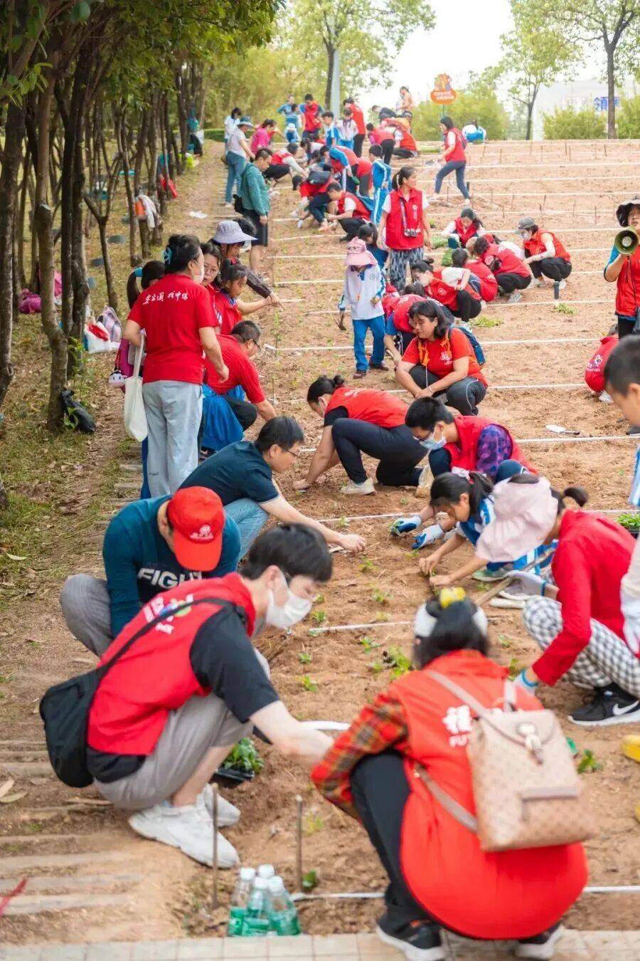 皇冠信用盘会员账号
_深圳市中心竟有一大片“红薯地”皇冠信用盘会员账号
！官方紧急提醒：请勿私挖