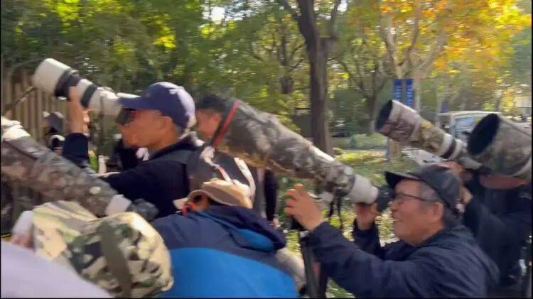 如何代理皇冠信用盘_百年罕见！首次在上海被目击如何代理皇冠信用盘，有人专门从北京“打飞的”赶来