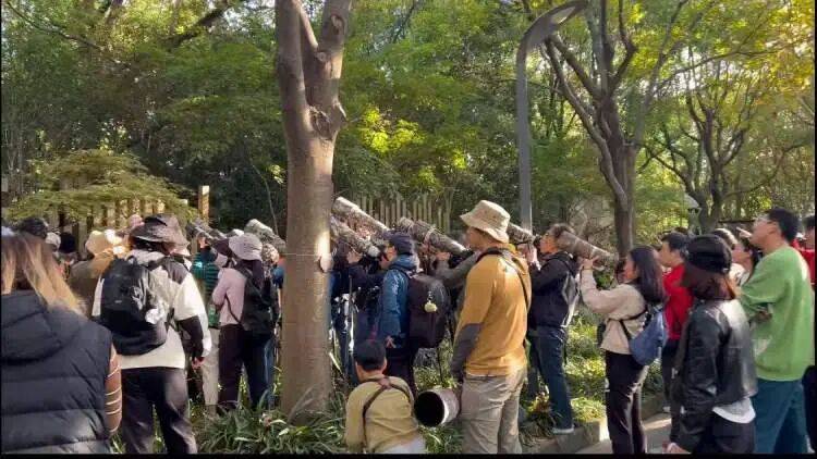 如何代理皇冠信用盘_百年罕见！首次在上海被目击如何代理皇冠信用盘，有人专门从北京“打飞的”赶来