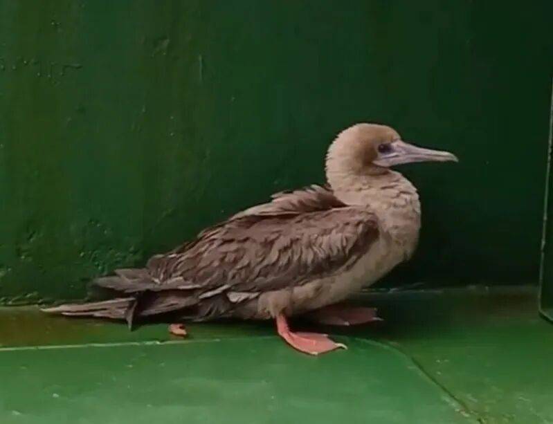 皇冠信用盘会员申请_时隔114年皇冠信用盘会员申请，它再次现身中国，罕见物种重现引关注