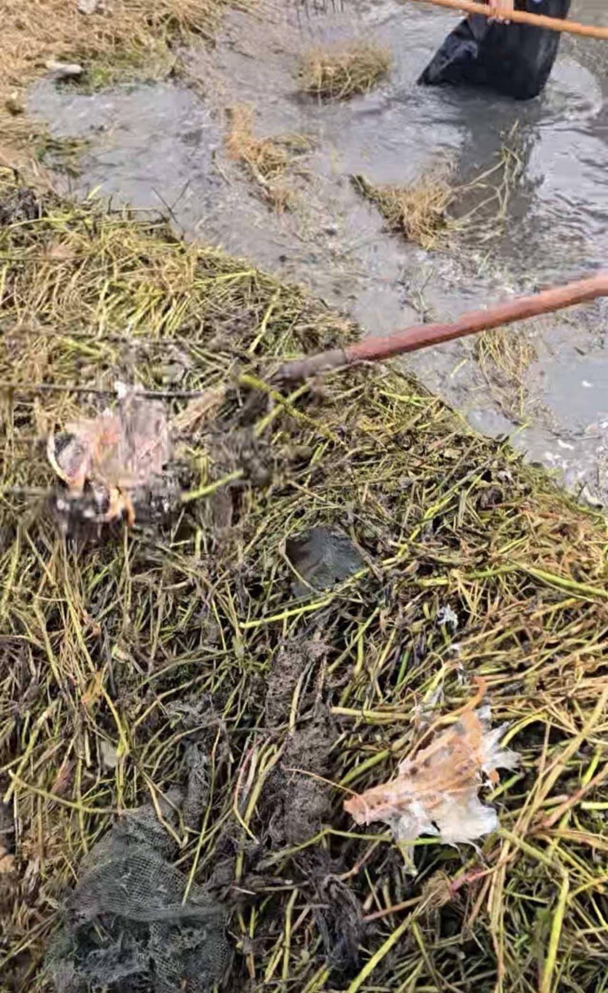 斯托克城vs西布朗_大鹅主人抽水追凶最新进展来了：深刨半米淤泥啥也不见斯托克城vs西布朗，或因厚草盖顶溺亡